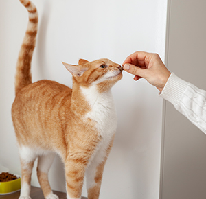 Cat Food