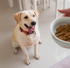 Dog Food