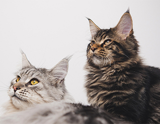 Pet Nutrition And Health Research Laboratory
