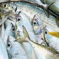 Pure Mackerel Fillet Cat Treats | Wanpy