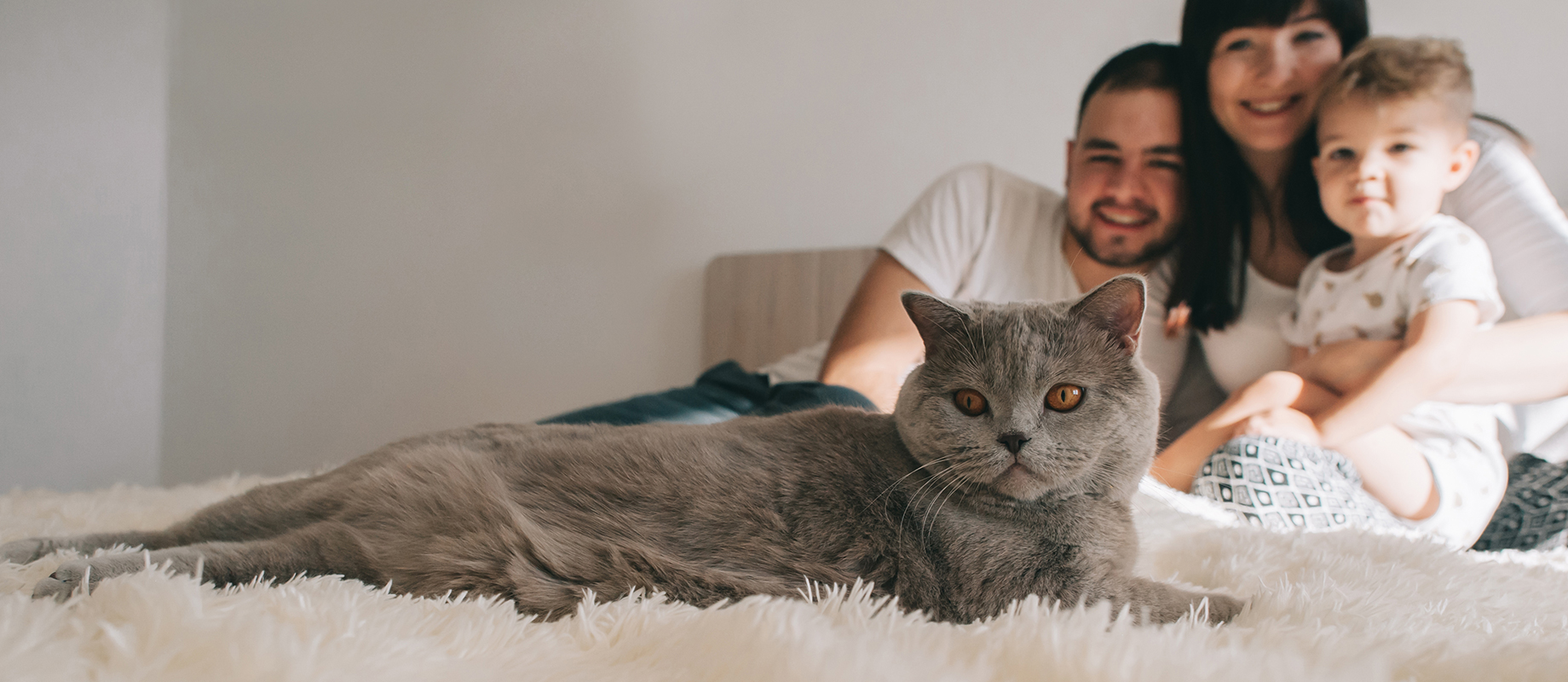 For Cat Parents