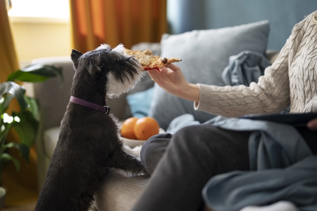 Foods That Can Harm Dogs